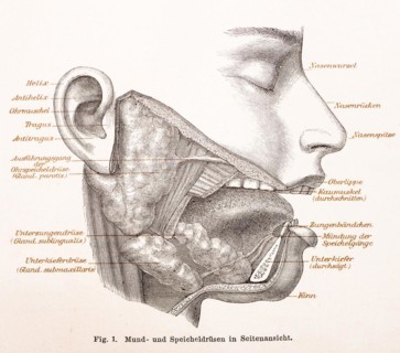 Medicine, anatomy, drawing of the human face with oral and salivary glands, helix, antihelix,