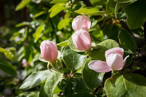Quince (Cydonia oblonga) in bloom