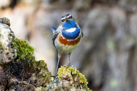 Bluethroat (Luscinia svecica cyanecula) Male Germany