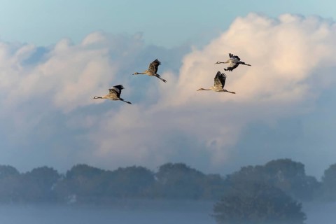 A group of cranes flies high in the cloudy, misty sky, Crane (Grus grus) wildlife, Western