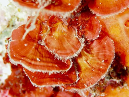 Close-up of scale leaf (Peyssonnelia squamaria), red alga, algae, with distinct textures and colour