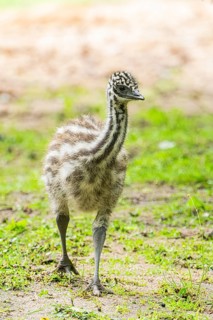 Emu (Dromaius novaehollandiae) youngsters on the ground, Bavaria, Germany, Europe