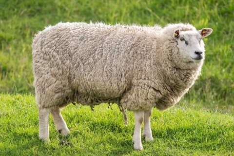 Sheep on the dyke, Hauke-Haien-Koog, North Frisia, Schleswig-Holstein, Germany, Europe