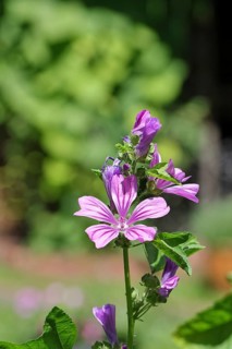 Common mallow (Malva sylvestris), flower in a meadow, medicinal plant, aromatic plant, medicinal