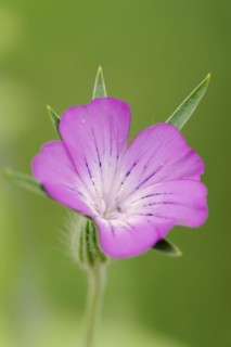 Common corncockle (Agrostemma githago), flower, North Rhine-Westphalia, Germany, Europe