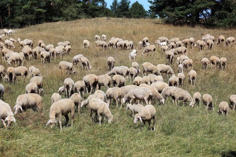 Sheep on the pasture, here in Franconian Switzerland, as a cultural guardian to reduce excessive