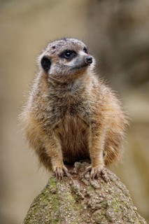 Meerkat (Suricata suricatta), adult, guardian on a hill, vigilant, captive, occurrence southern