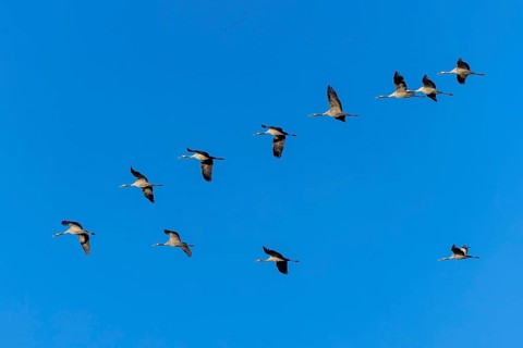 Cranes flying in V-formation against a clear blue sky, Crane (Grus grus) wildlife, Western