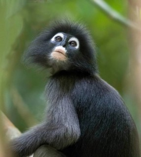 Dusky leaf monkey (Trachypithecus obscurus), Kaeng Krachan National Park, Phetchaburi Province,