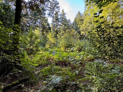 View of semi-shady clearing with ferns Wood fern Lady fern lady fern (Athyrium filix-femina) in