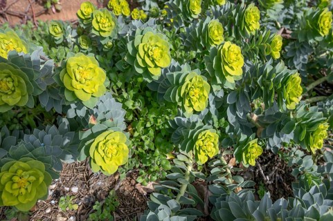 Roller spurge (Euphorbia myrsinites), Bavaria, Germany, Europe