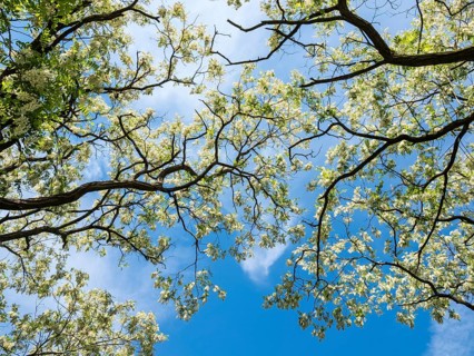 Blomstering Robinia tree, Robinia pseudoacacia, Robinie, at lake Plauer See, Brandenburg, Germany,