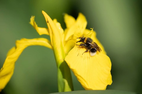 Buff tailed bumblebee (Bombus terrestris) adult bee feeding on a Yellow iris flower in summer,