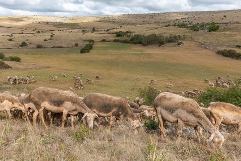 Herd of sheep in a large pasture on the causse mejean in the cevennes. Aveyron, France, Europe