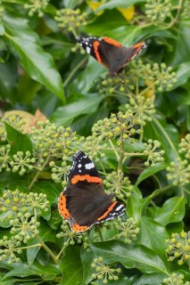 Red admiral butterfly (Vanessa atalanta) adult insect feeding on garden Ivy (Hedera helix) flowers