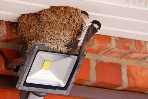Common house martin (Delichon urbicum) sitting at nest with young, Schleswig-Holstein, Germany,