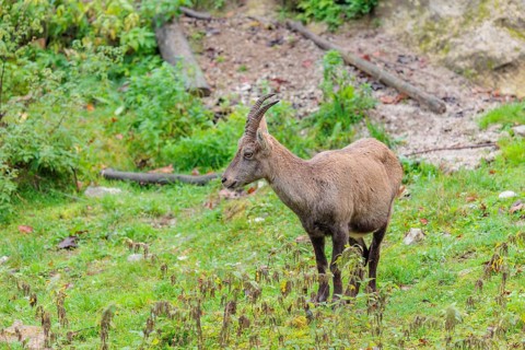 A female ibex (Capra ibex) walks across a green meadow on a cloudy day