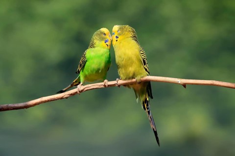 Budgerigar (Melopsittacus undulatus), adult, pair, male, female, two, in perch, courtship, social