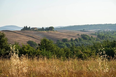 Typical Tuscan landscape in Val d'Orcia with hills, trees, fields, farmhouses and cypresses in