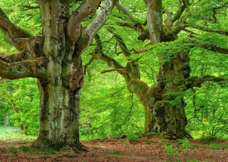 Gnarled old beech tree in the former Hutewald Halloh forest in spring, Bad Wildungen, Kellerwald,