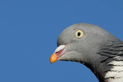 Wood pigeon (Columba palumbus) adult bird animal head portrait, England, United Kingdom, Europe