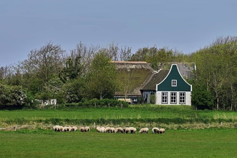 A group of domestic sheep (Ovis orientalis aries), on a meadow, behind an old farm, Texel,
