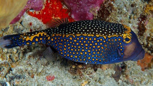 A colourful fish with a striking pattern, white trunkfish (Ostracion meleagris), swimming over