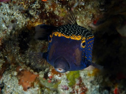A colourful white tufted boxfish (Ostracion meleagris) with a blue and yellow dotted pattern, dive