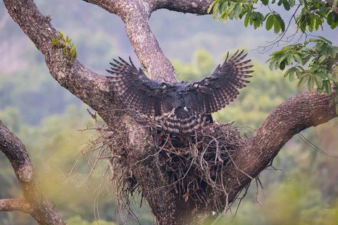 American harpy eagle (Harpia harpyja) Old bird, female lands in nest, Carajas National Park,