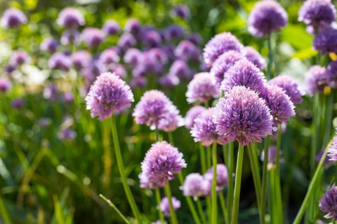 Purple flowers of chives (Allium schoenoprasum) in the garden