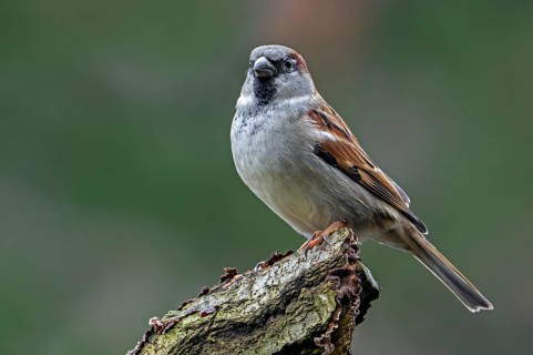 House sparrow (Passer domesticus) adult male perched on tree stump in early winter