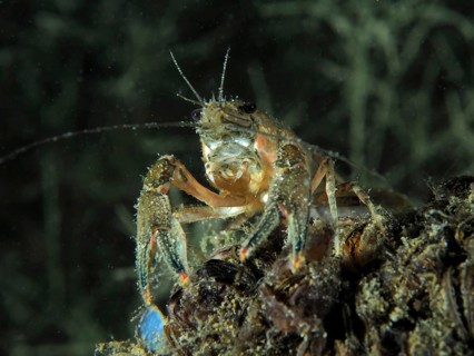 A crayfish (Faxonius limosus), American crayfish, invasive species, explores at night the