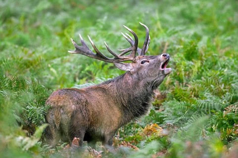Red deer (Cervus elaphus) stag bellowing among bracken at forest's edge during the rut in autumn,