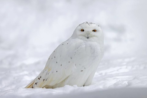 Snowy owl, white owl, Arctic owl (Bubo scandiacus, Strix scandiaca) male in the snow on the tundra