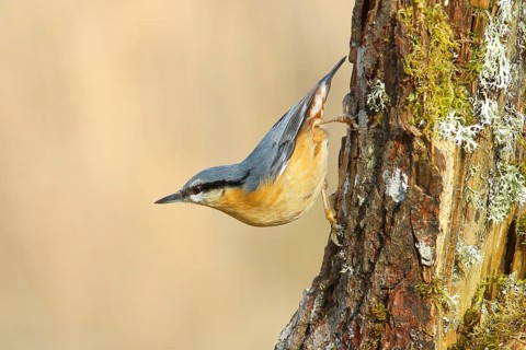 Nuthatch (Sitta europaea), hanging on a moss-covered branch, wildlife, animals, birds, nature