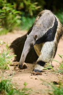 Giant anteater (Myrmecophaga tridactyla), captive, distribution South America
