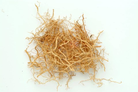 Vetiver, Chrysopogon zizanioides, Andropogon squarrosus, Andropogon muricatus, a sweet grass, is
