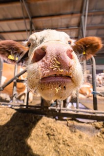 The snout of a cow peers curiously through the bars in the barn, Haselstaller Hof, Gechingen, Calw