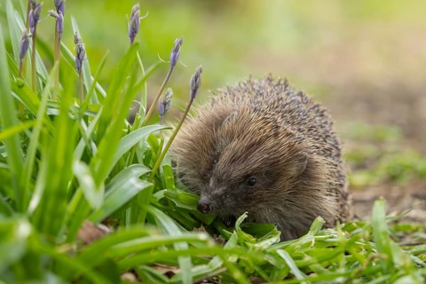 European hedgehog (Erinaceus europaeus) adult animal walking passed flowering Bluebells in a garden