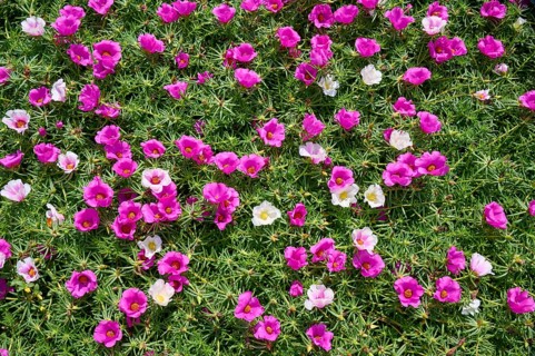 Moss-rose purslane (Portulaca grandiflora), summer, Ossiach, Lake Ossiach, Carinthia, Austria,