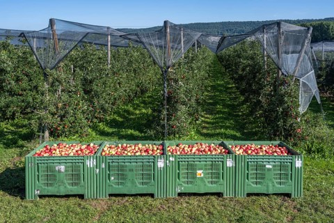 Apples of the Jonagold variety in large apple crates, Bodman-Ludwigshafen, Konstanz district,