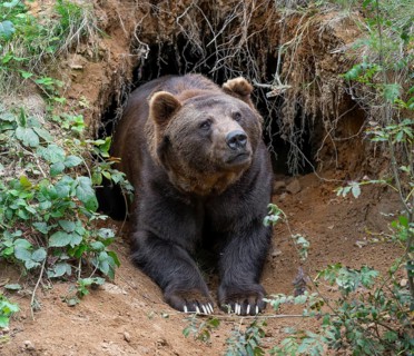 European brown bear (Ursus arctos) lying in front of its self-dug cave, captive, Bavarian Forest
