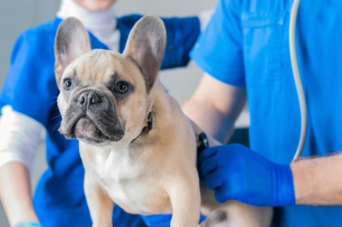 French Bulldog in a veterinary clinic. Two doctors are examining him. Veterinary medicine concept.