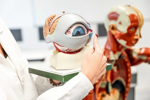 Doctor or medical student pointing at anatomical model of a human eye during a lesson in a medical