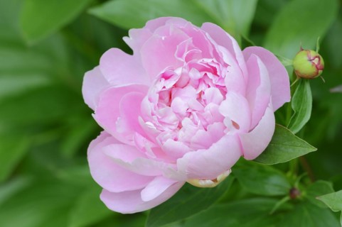 Asian peony or Chinese peony (Paeonia lactiflora), flower, ornamental plant, North