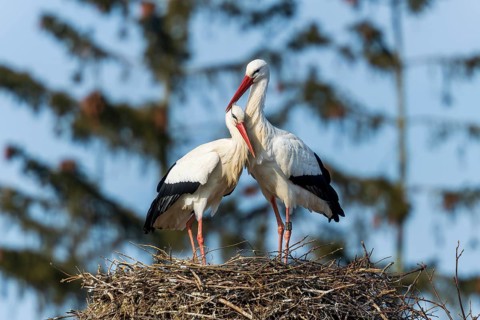 Two storks standing lovingly together on a nest in front of a blue sky, White Stork (Ciconia