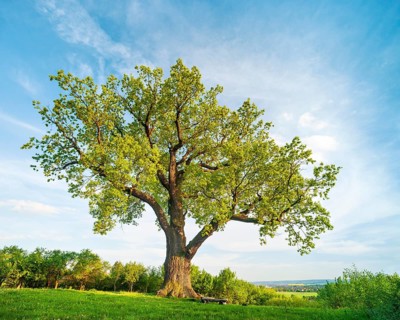 Huge solitary oak tree in a meadow in spring in the evening light, Flehmüllers Eiche, natural