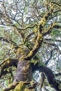 Laurel trees with mosses and lichens, Garajonay National Park, La Gomera, Canary Islands, Spain,