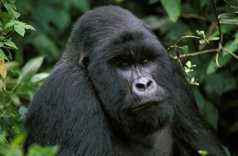 Mountain Gorilla (gorilla beringei), gorilla, Portrait of Male, Virunga Park in Rwanda