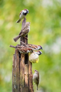 Beautiful couple of house sparrows (Passer domesticus) in the rain on a feeding post